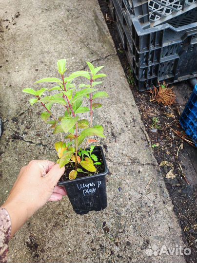 Гортензия метельчатая Шугар Раш