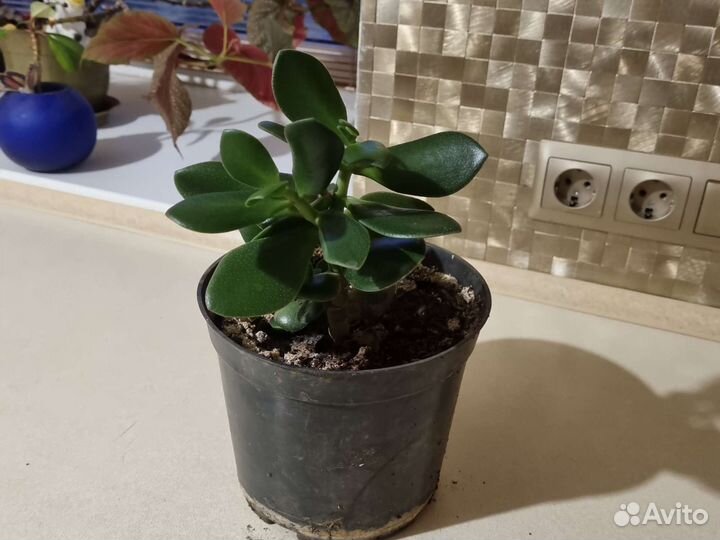 Толстянка денежное дерево