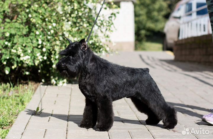 Цвергшнауцер щенки