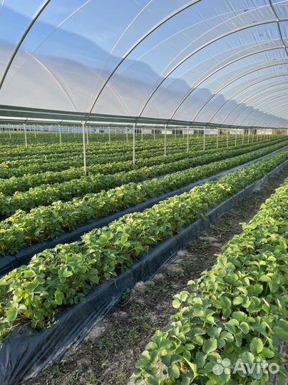 Продается действующее ягодное хозяйство