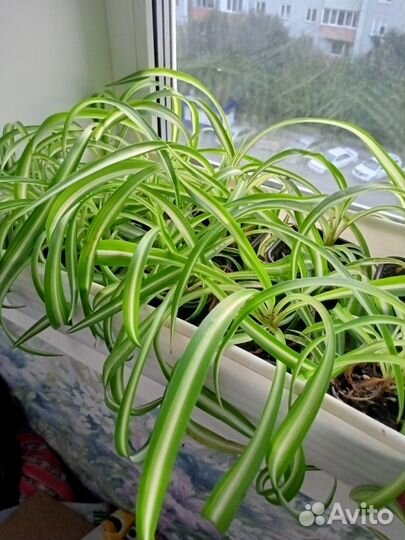 Хлорофитум кудрявый. Алое вера. Папоротник