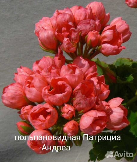 Пеларгония герань тюльпановидная