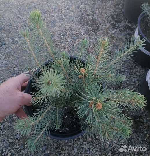 Ель Glauca, глаука