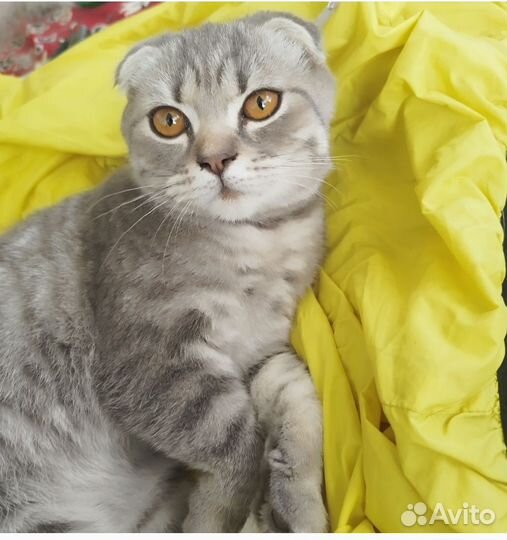 Шотландские