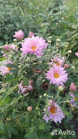 Хризантемы (более 100 сортов)