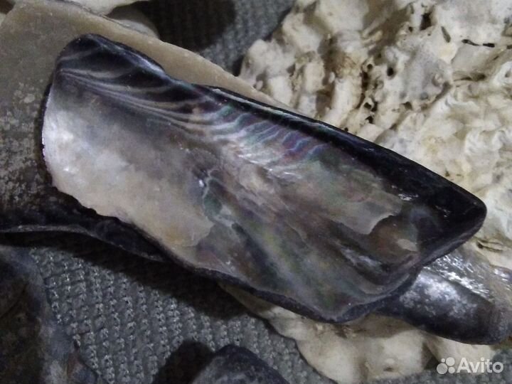 Раковины,створки моллюсков, ракушки,обломки ракуше