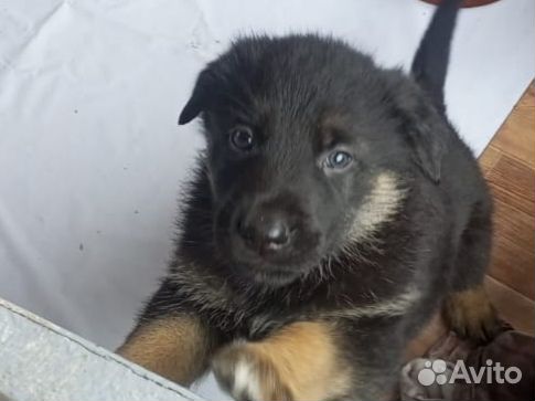 Продам щенков чёрной овчарки