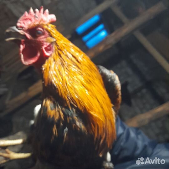 Продам домашних молодых петухов, гусиные яйца