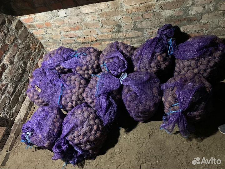Семенной картофель