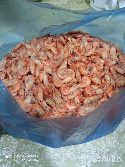 Креветка Азовская крупная