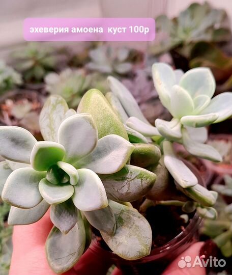 Суккуленты