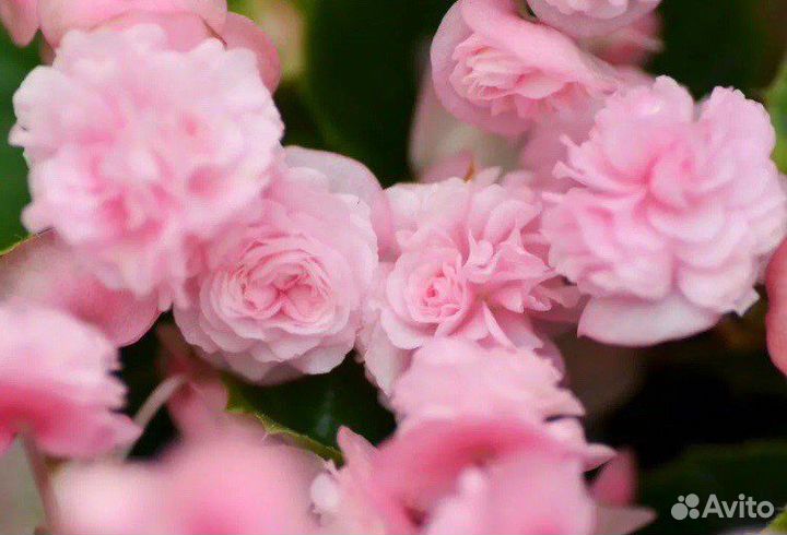 Бегония вечноцветущая