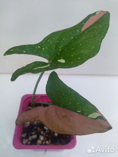 Сингониум, филодендроны