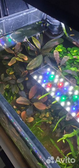 Буцефаландра