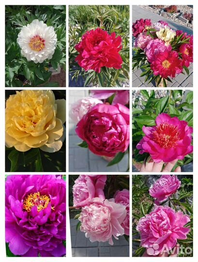 Пионы ирисы лилии Лилейники