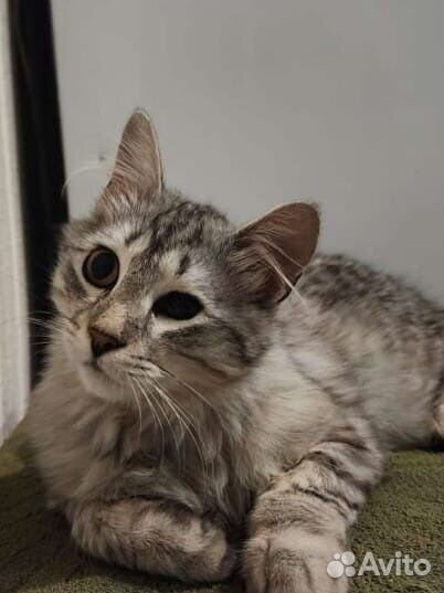 Отдам в дар кошка