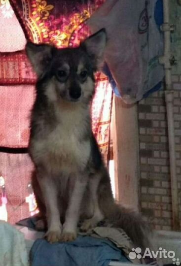 Возьмите друга из приюта