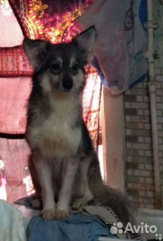 Возьмите друга из приюта