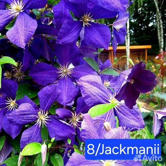 Клематис в горшке 2л. - 4 сорта