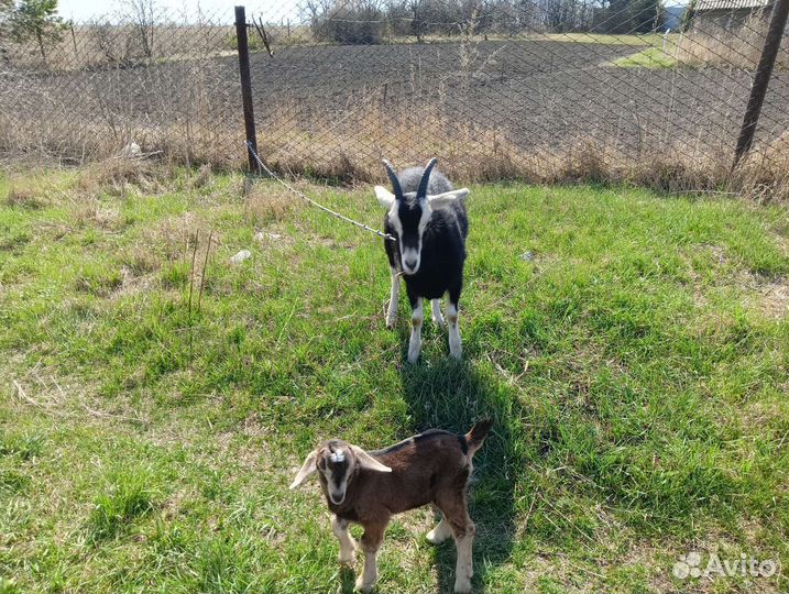 Козочка альпийская