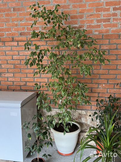 Домашние растения цветы