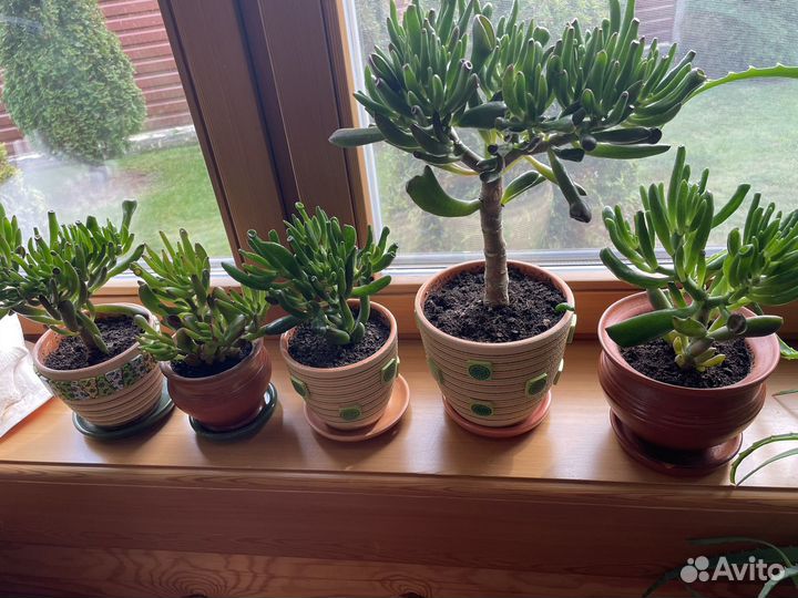 Комнатные цветы: толстянка Хоббит деревце-бонсай