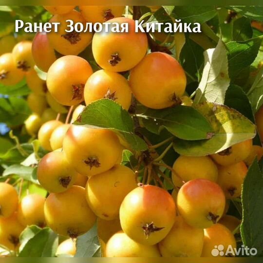 Яблоня редкие сорта