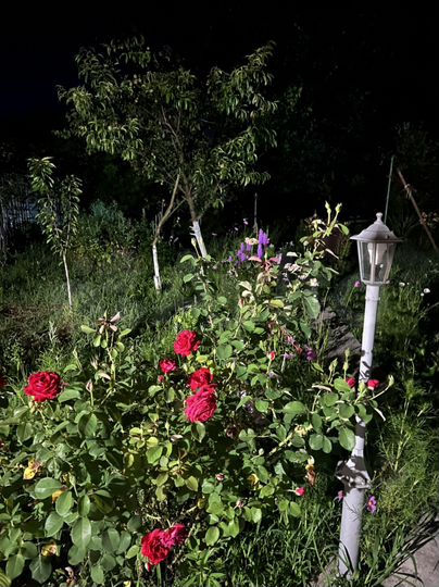 Дача 35 м² на участке 5 сот.