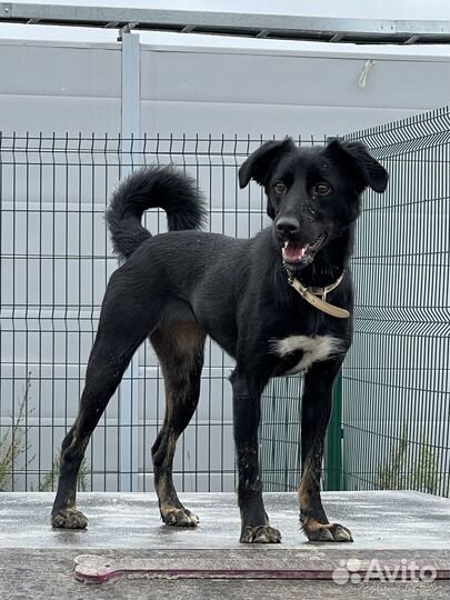 Маленькая собака