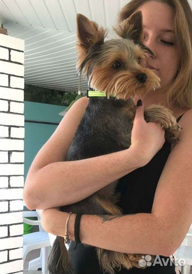 Йоркширский терьер вязка