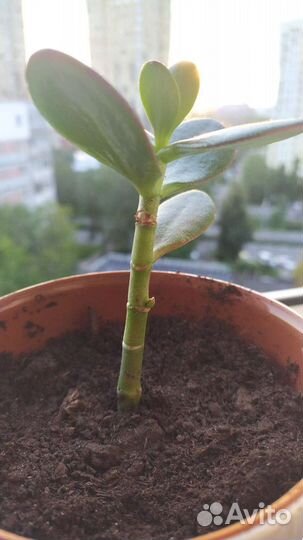 Денежное дерево толстянка