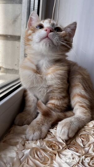 Маленький Лёня ищет друга