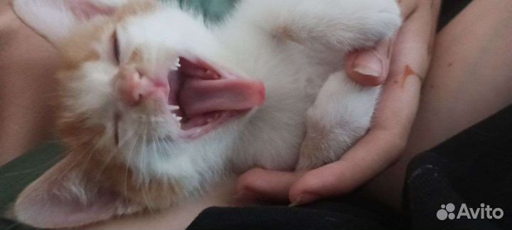 Котята без породы