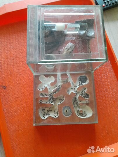 Муравьиная ферма с муравьями