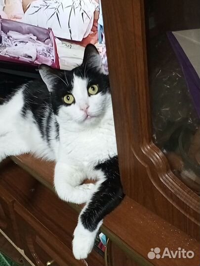 Котик ищет дом