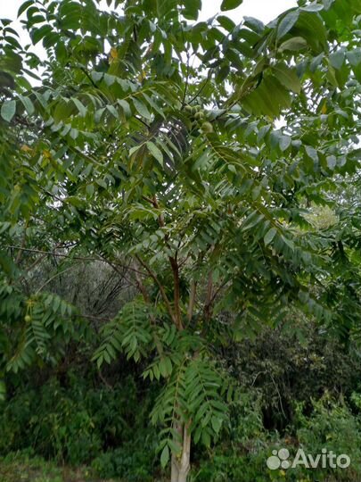 Маньчжурский орех 2х летки