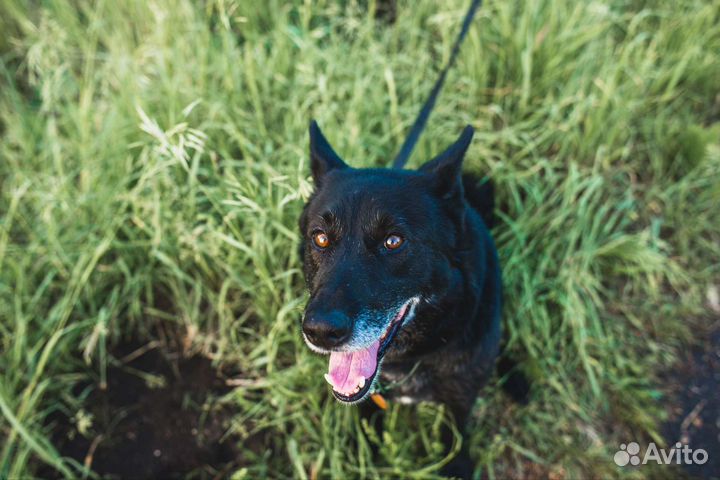 Лайка русская