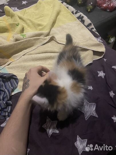 Котята отдам даром
