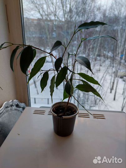 Комнатные растения