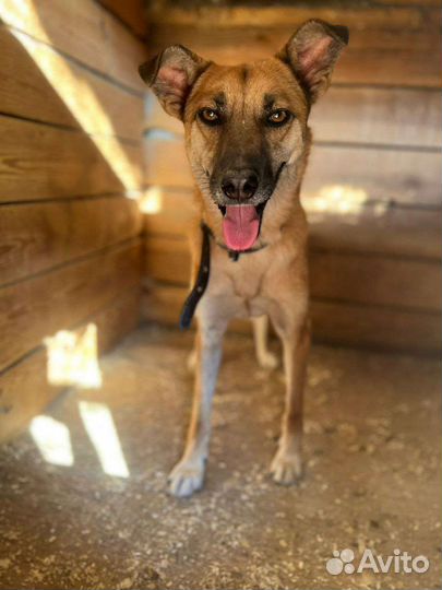 Я Бивис,и я очень хочу свой дом