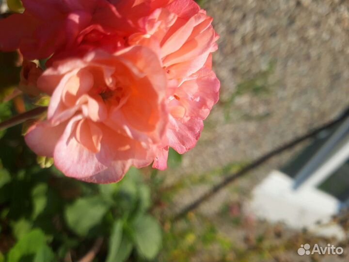 Пеларгония герань