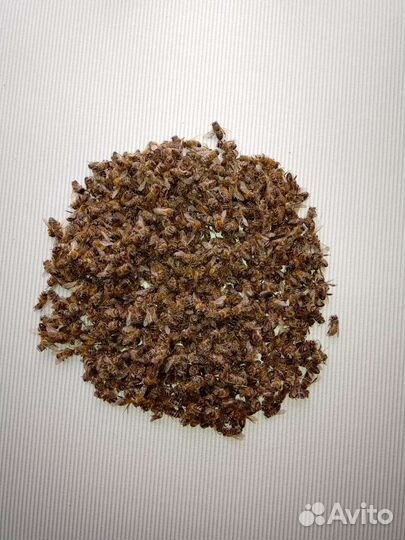 Подмор,забрус, мёд, огневка, соты, с доставкой