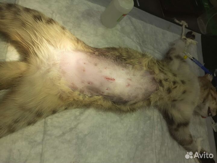 Ветеринарный врач выезд на дом