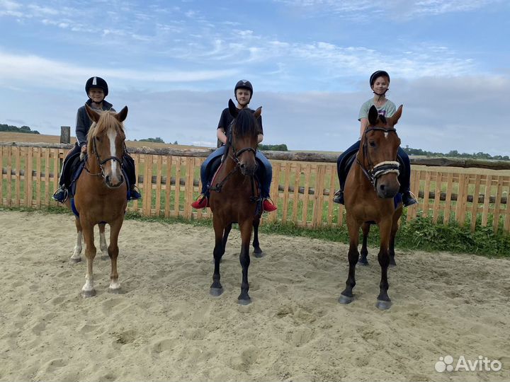 Конные прогулки, обучение верховой езде