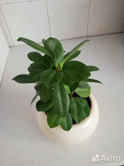 Фикус бенджамина