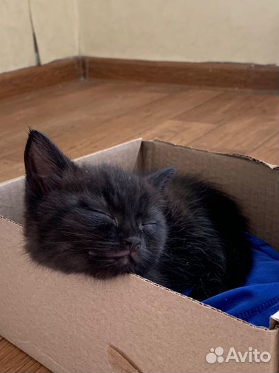 Черный котенок девочка бесплатно