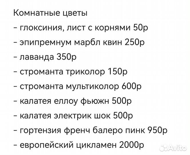 Комнатные цветы. Разные