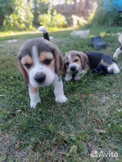 Щеночки Бигль