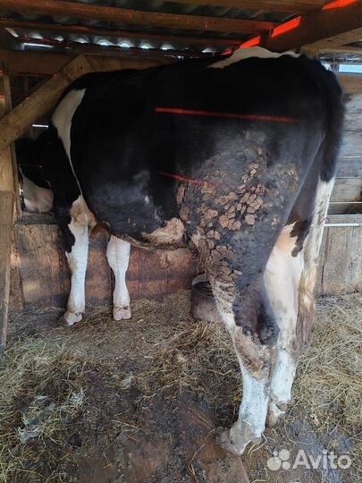 Бык на мясо