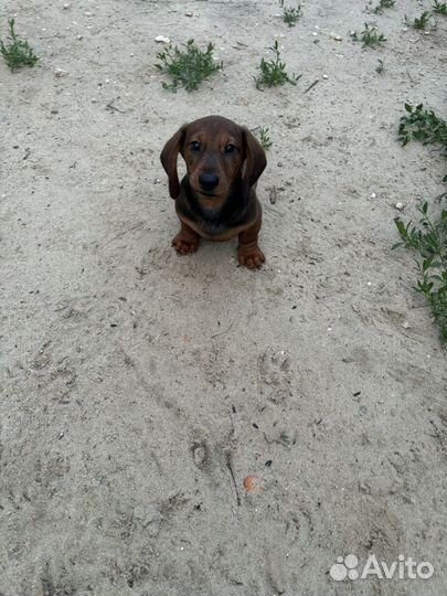 Щенки таксы